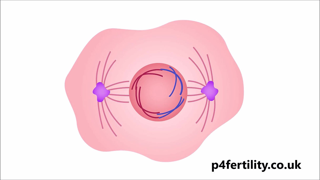 7. How does Cell division occur?
